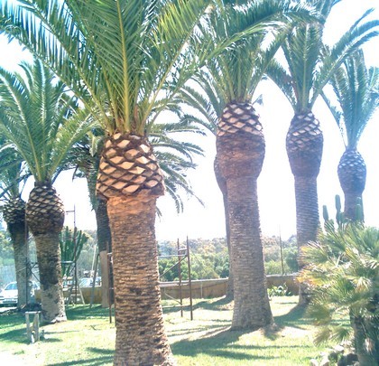 Пальмы Сицилии